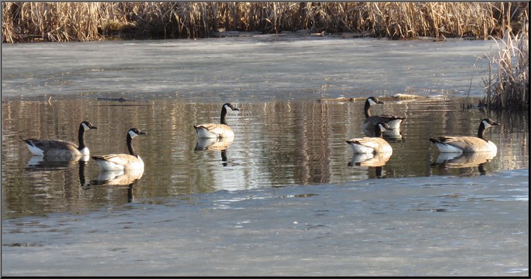 geese swimming in open water by ice all looking in 1 direction.JPG