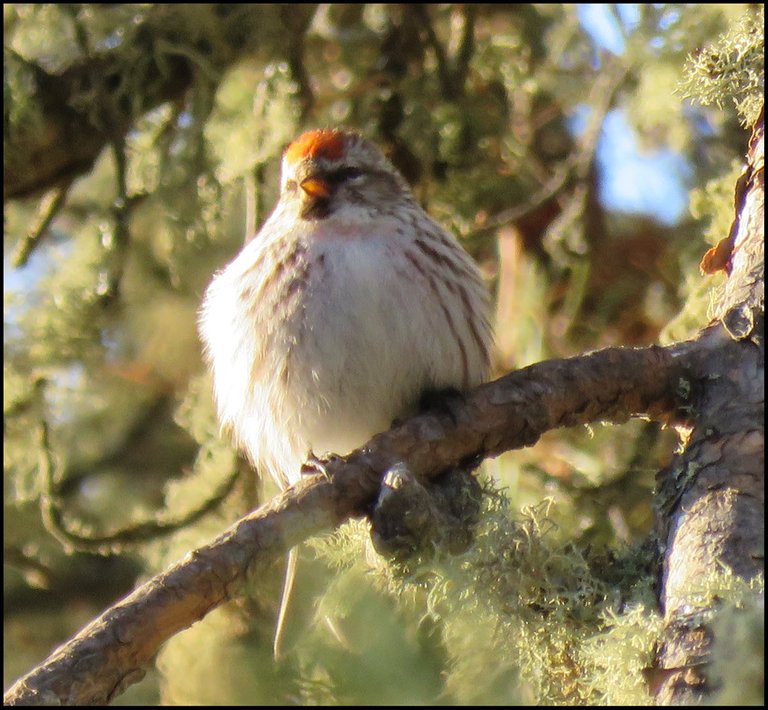 close up redpoll on pine branch.JPG