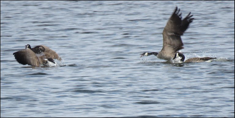pair of Canada Geese chasing another goose.JPG