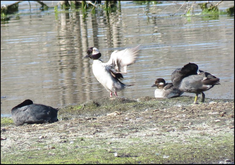 bufflehead duck stretches wings by mate and 2 coots resting.JPG