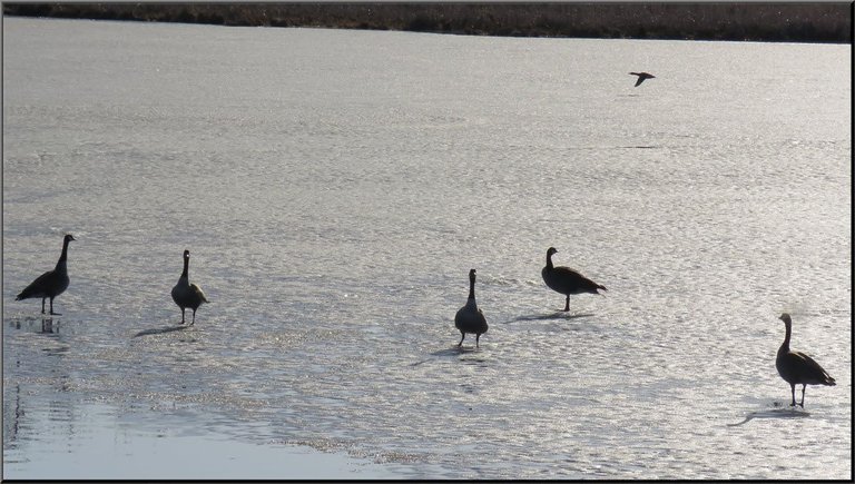 5 geese standing on ice 1 duck flying by.JPG