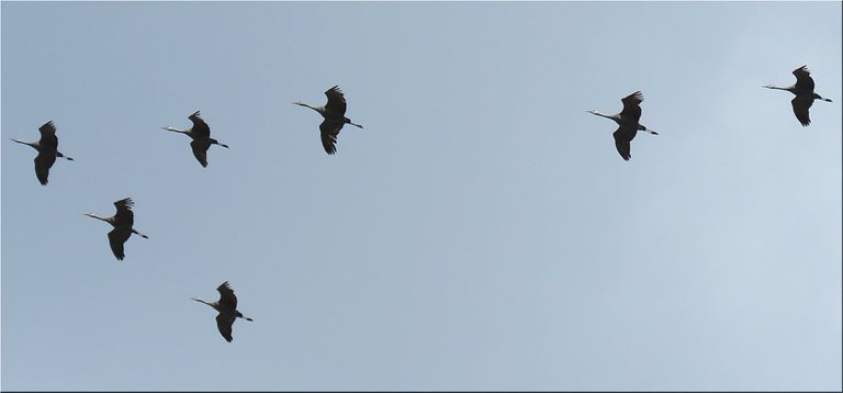 close up 7 cranes in flight.JPG