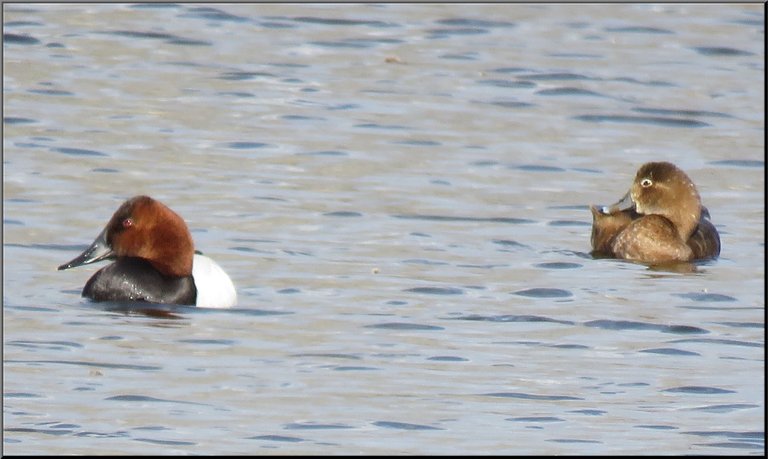 close up pair red eye or red head duck.JPG