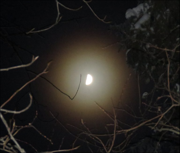 looking through branches to mist circled half moon.JPG