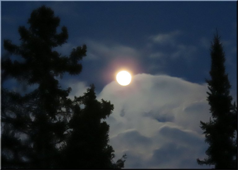 full moon above clouds inbetween spruce.JPG