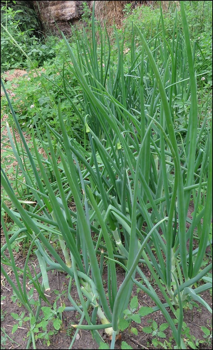 onion plants.JPG