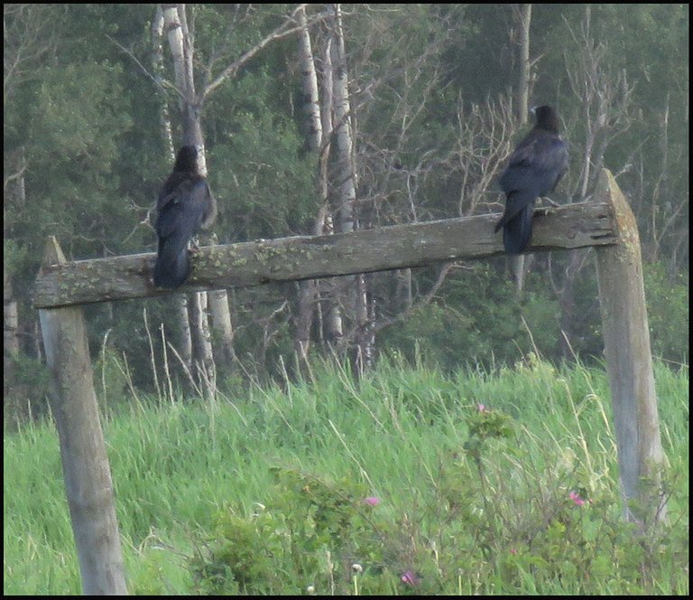 pair ravens on rail fence.JPG