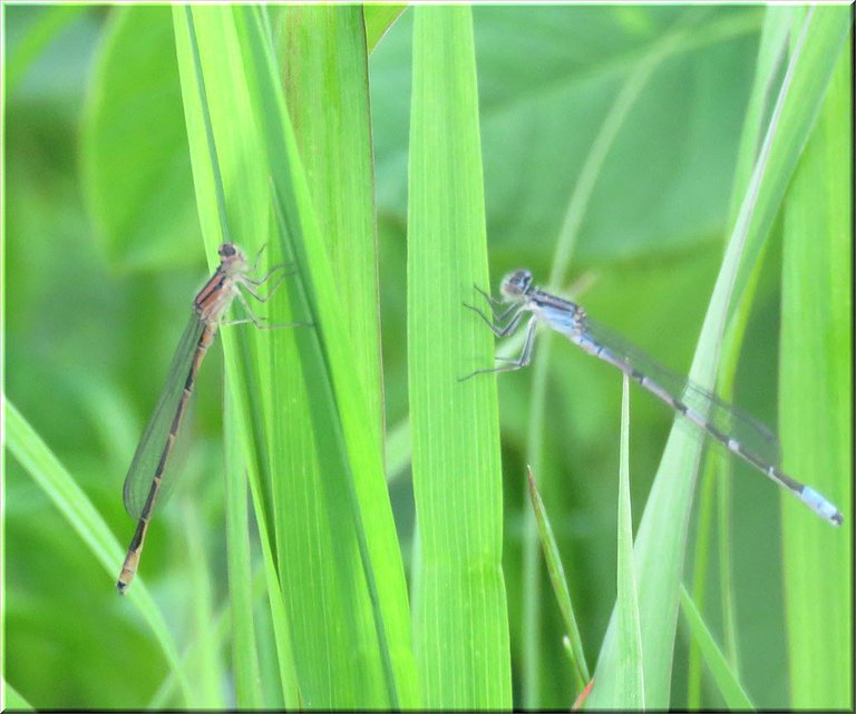 close up 2 different colored dansel flies on grass blades.JPG