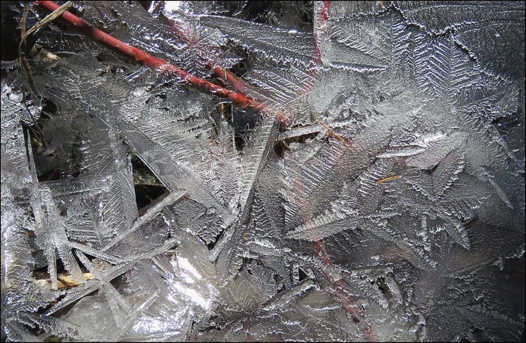 interesting leaf star like patterns in ice.JPG