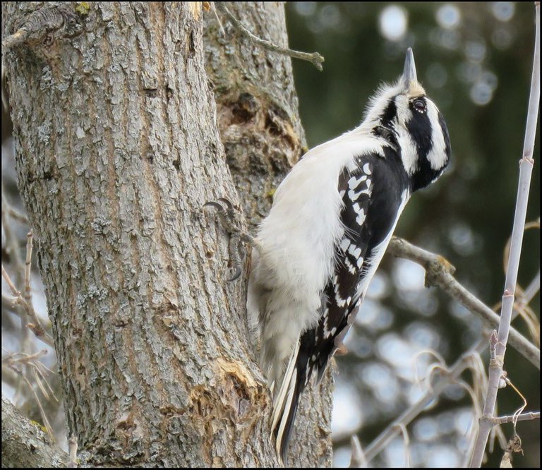 woodpecker climbing up tree trunk.JPG