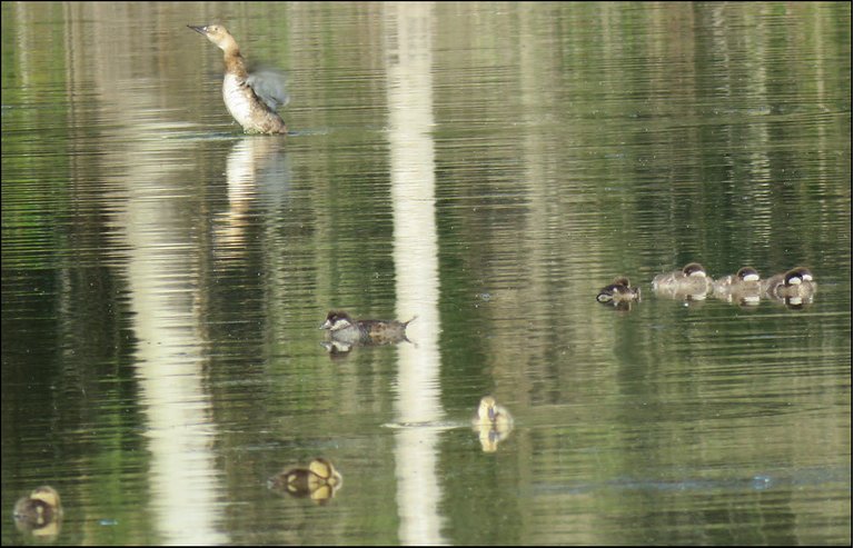 duck stretching wings bufflehead with ducklings and 3 yeallow ducklings.JPG