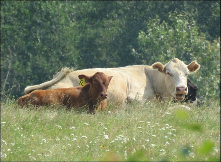 close up cow and calf lying in grass.JPG