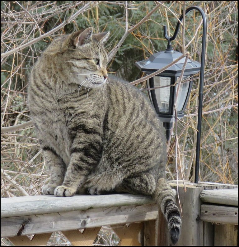 close up JJ on fence.JPG