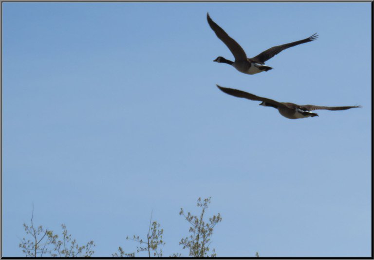 close up pair of canada geese in flight.JPG