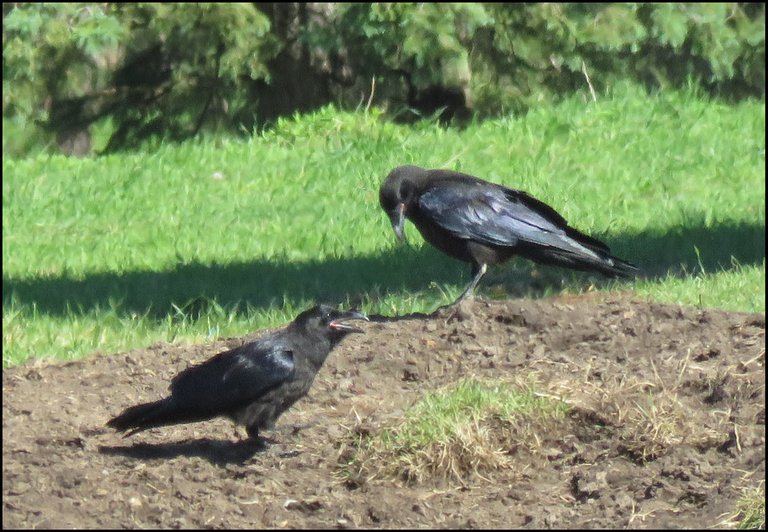 close up pair of ravens 1 beak open 1 looking at ground.JPG