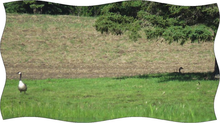 pair Canada Geese 1 sitting under tree.JPG