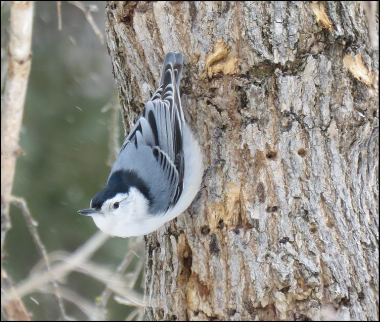 white breasted nuthatch looking up from tree trunk.JPG