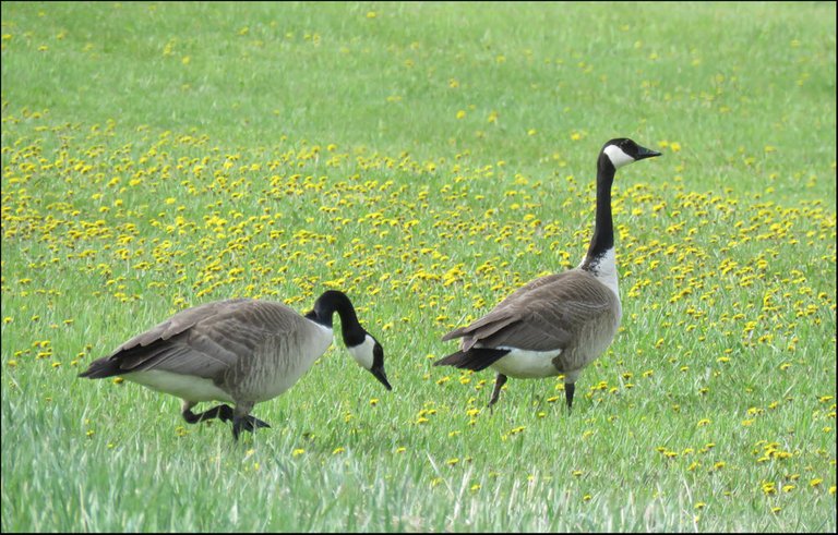PAIR OF CANADA GEESE GRASING IN GRASS AMONG THE DANDELIONS.JPG