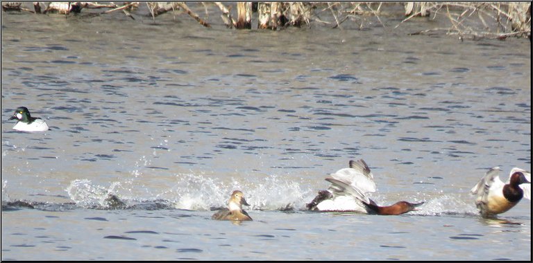 redhead duck splashing thru water chasing other male away from female.JPG