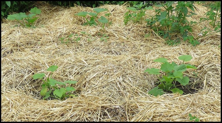 zuchinni plants.JPG