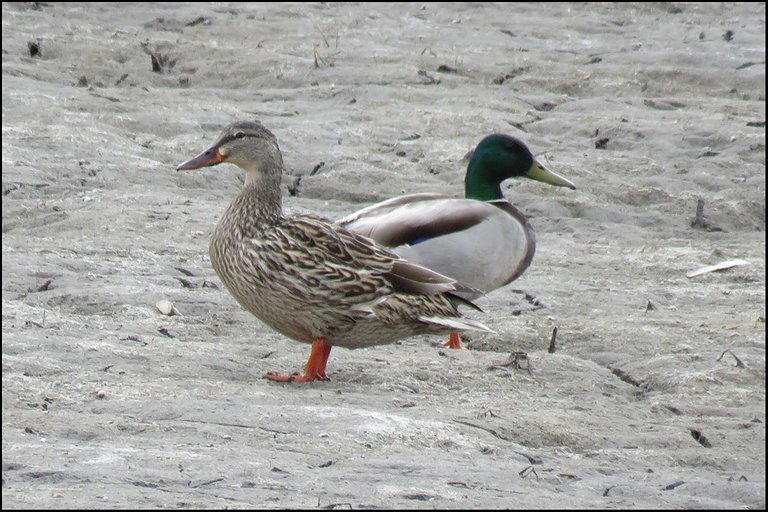 pair of mallard ducks on dried mud.JPG