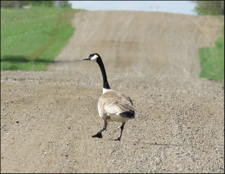 Canada goose walking down road looking back at us.JPG