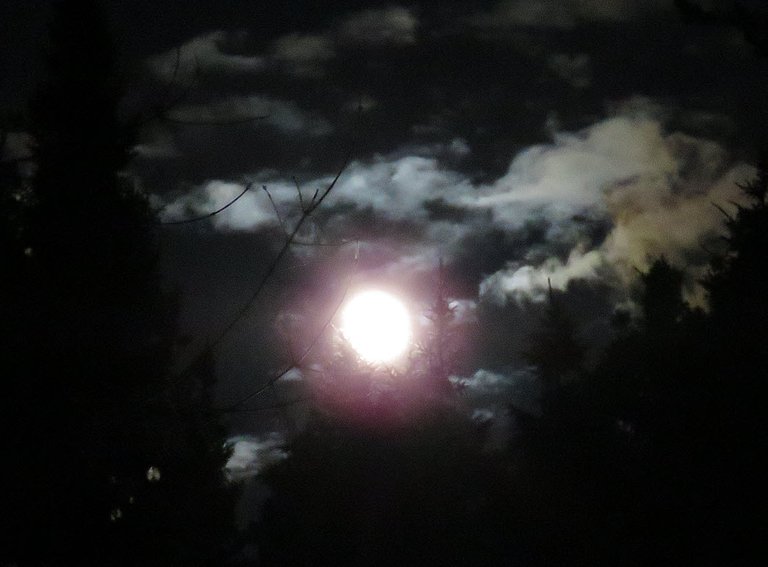 bright full moon coloring the clouds and throwing pink glow on spruce trees.JPG