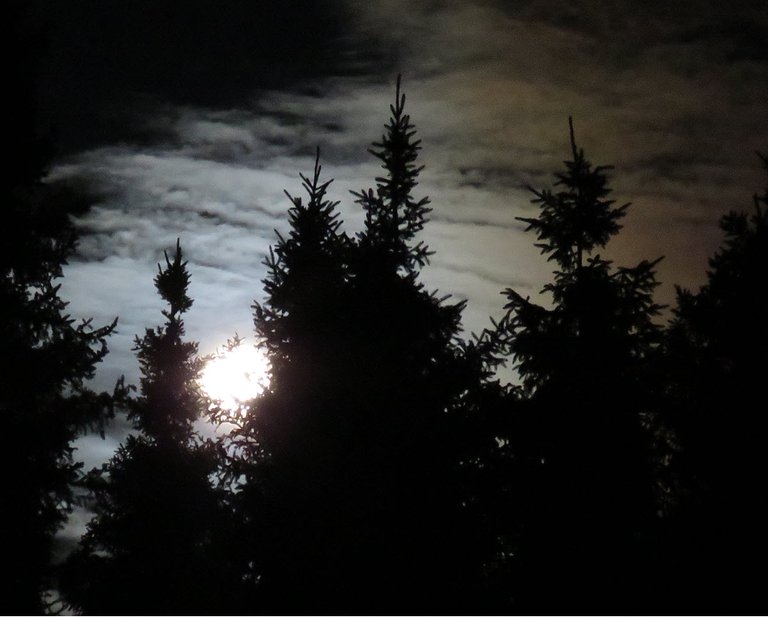 bright full moon in spruce trees colors clouds by it.JPG
