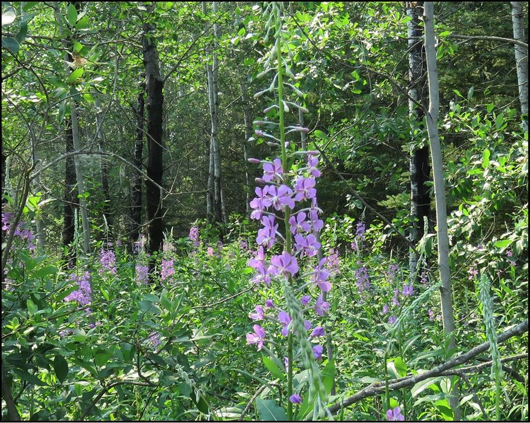 fireweed in poplar trees.JPG