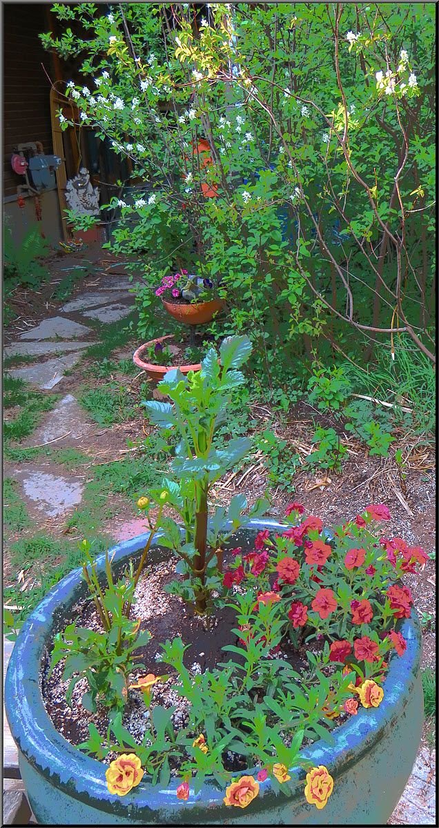 pot of flowers with duck flower pot behind plus flowering saskatoons.JPG