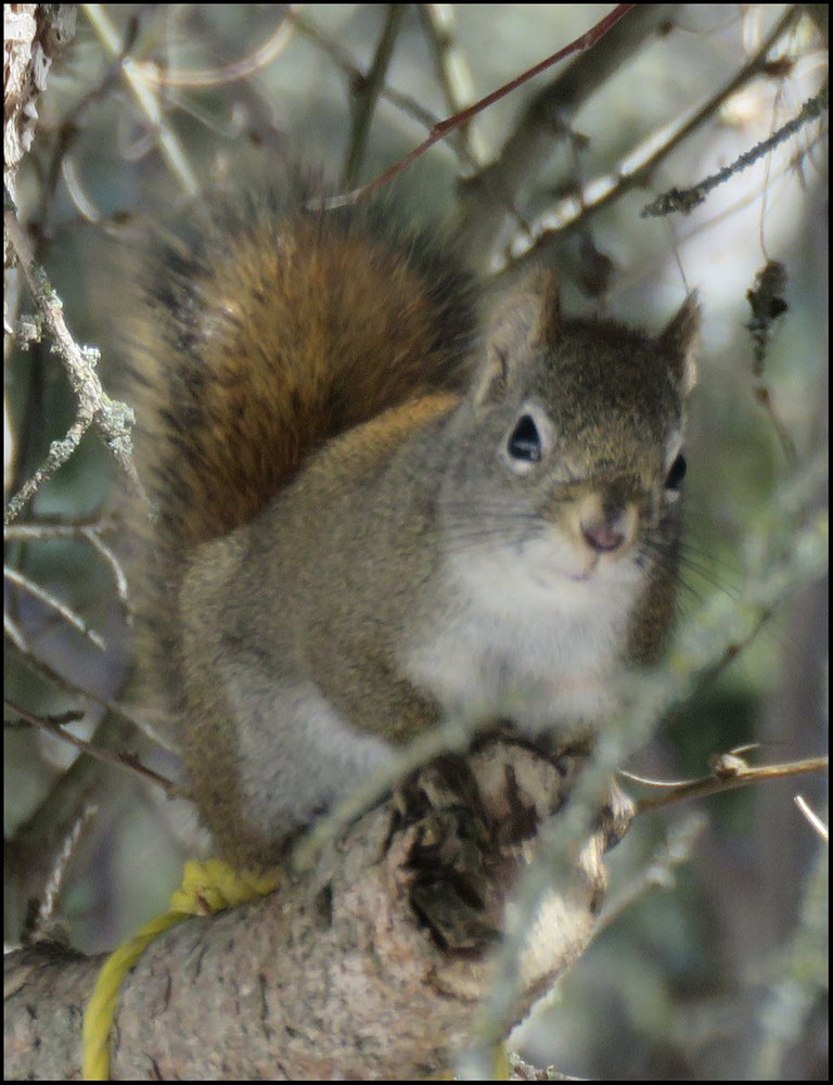 squirrel on branch looking at us.JPG