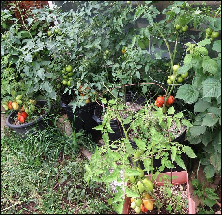 ripe tomatoes on potted plants.JPG