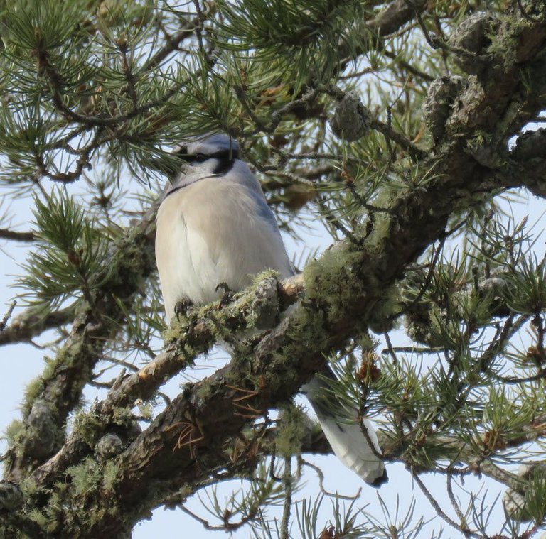 close up bluejay in pine tree.JPG