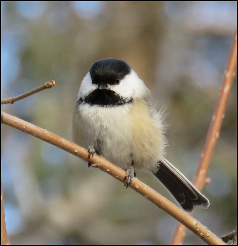 close up cute chickadee on branch.JPG