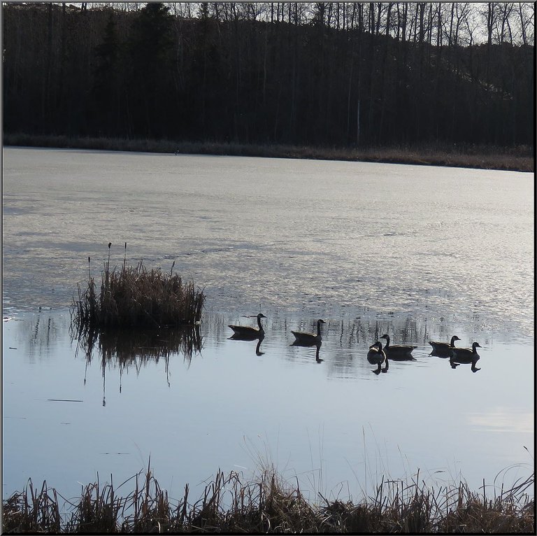 flock of geese swimming in open water by ice.JPG