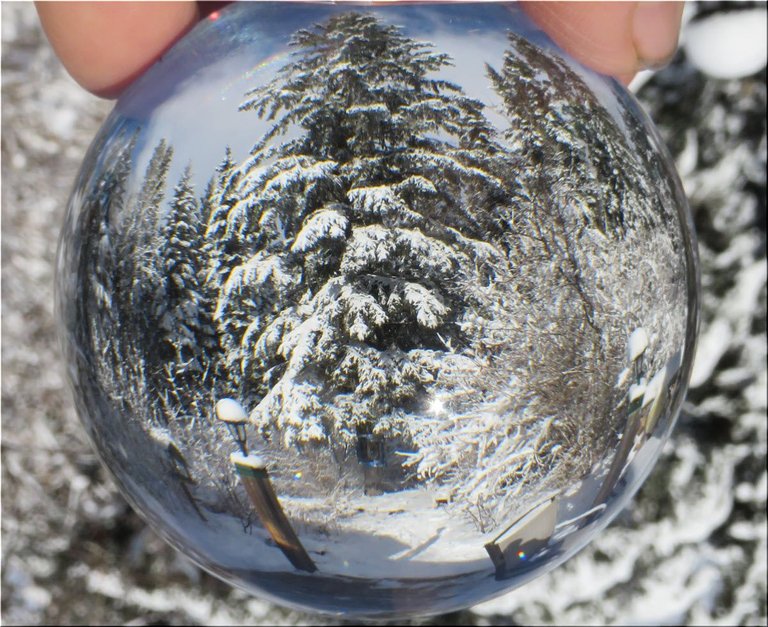 big snowy spruce captured in photo globe.JPG