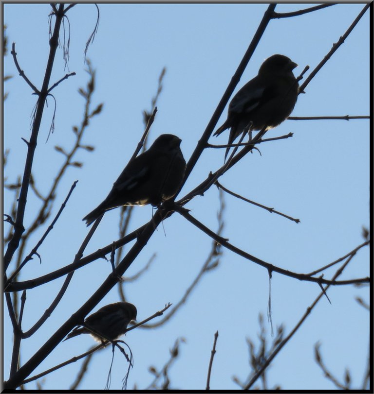 3 birds on branch highlighted with sunlight.JPG