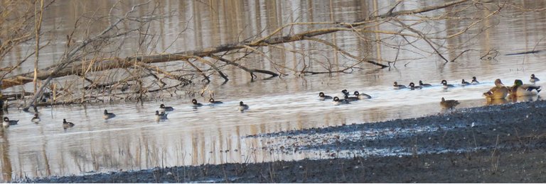 large family of bufflehead ducks swim by mallards by shore.JPG