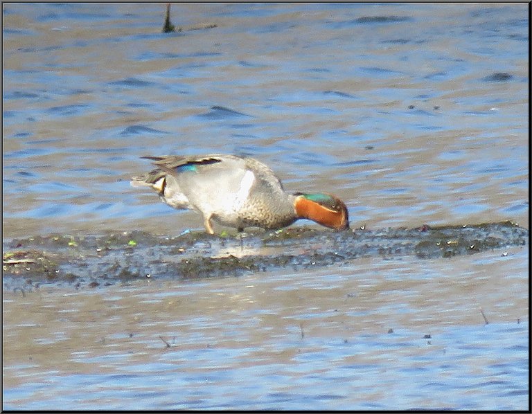 close up colorful duck feeding at edge of sandbar.JPG