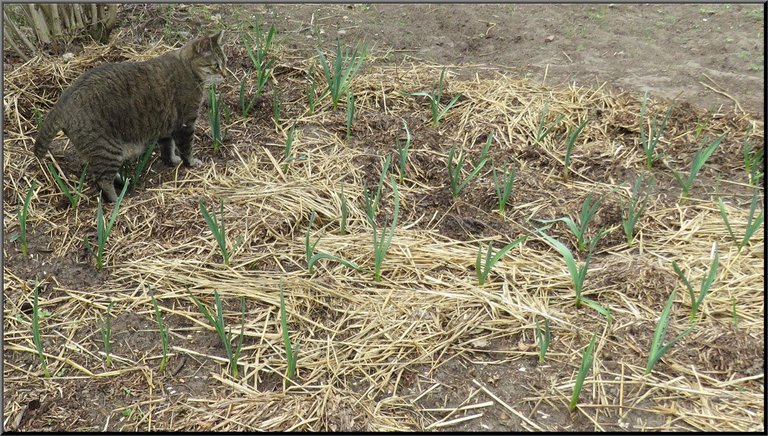 JJ in garlic patch.JPG