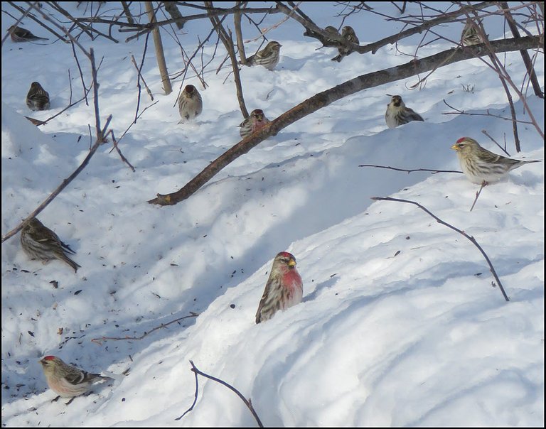 flock of redpoll in snow by feeder.JPG