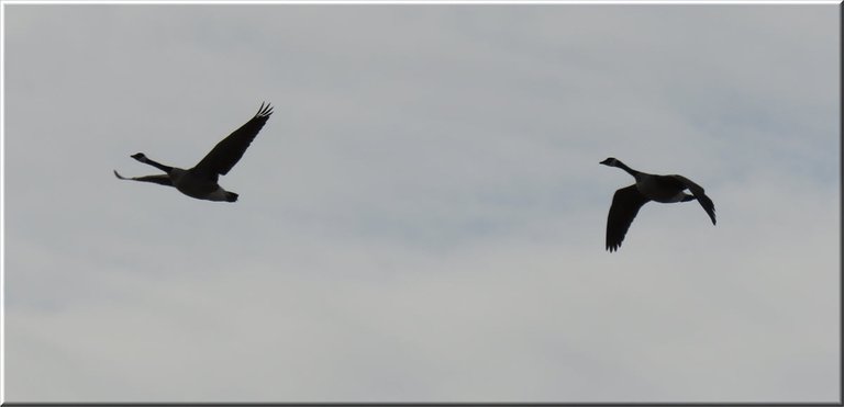 pair geese in flight close up.JPG