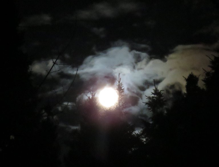 bright full moon above spruce trees coloring the clouds by it.JPG