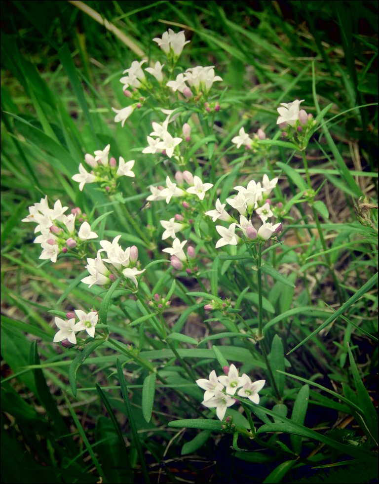 close up cluster small pinkish white blooms.JPG