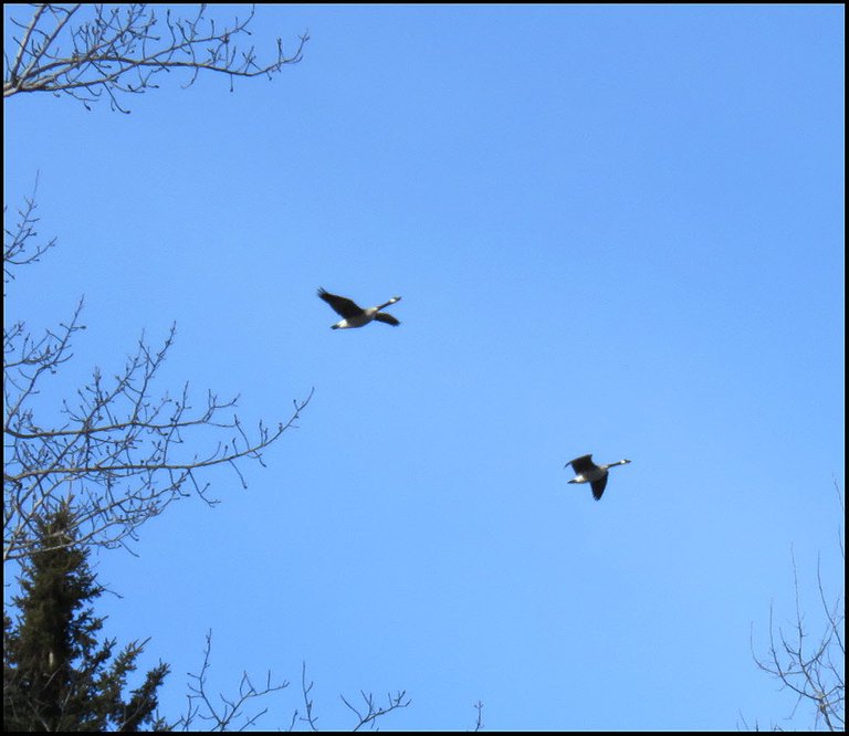 pair Canada Geese in flight.JPG