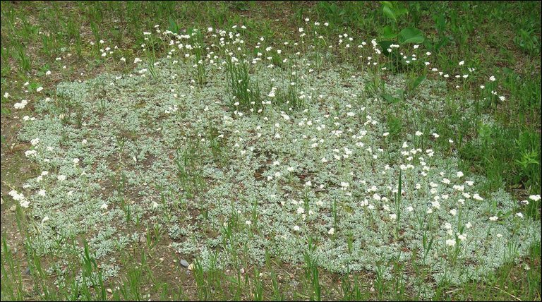 patch of pusytoes with flowers.JPG