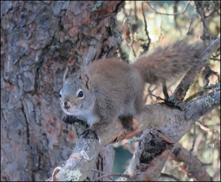 squirrel on tree trunk.JPG