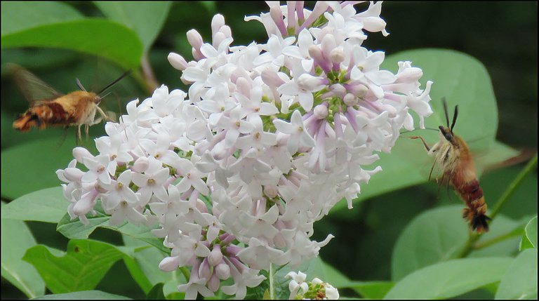 2 hummingbird moths at lilac bloom.JPG