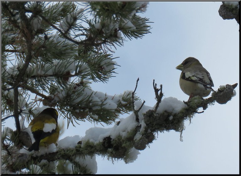 male and female evening grosbeak on snowy pine tree branch.JPG