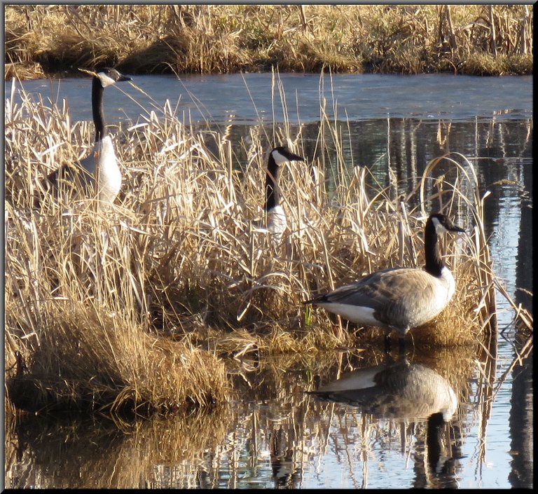 3 geese looking out from reeds.JPG
